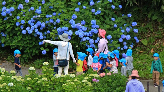 写真: 紫陽花と子供たち
