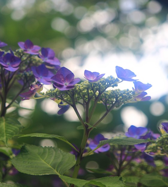 写真: 紫陽花の詩
