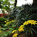 写真: ウチの庭。