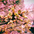 写真: 2020年2月16日の河津桜＠桜神宮