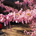 写真: 河津桜とリボン