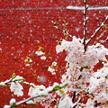 写真: 雪見桜20200329-1