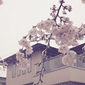 写真: 雪見桜20200329-2