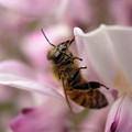 写真: ミツバチ2
