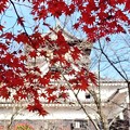 写真: 秋の犬山城