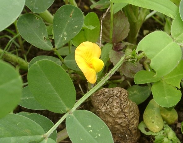 写真: ジャンボピーナッツの花