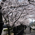 写真: 知立市　桜