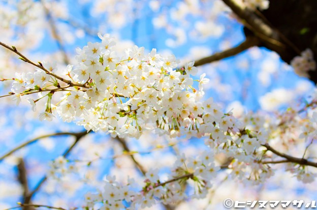 写真: 桜 15