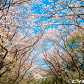 写真: 桜 26