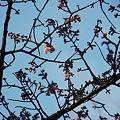写真: 2011/1/21　上野公園の寒桜