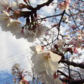 写真: 特攻桜