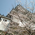 日本の風景・和歌山城で桜と