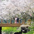 写真: 桜の下で♪