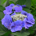 上野公園の紫陽花 (1)