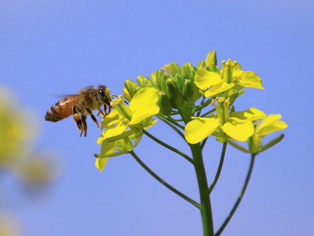 写真: 房総のミツバチ