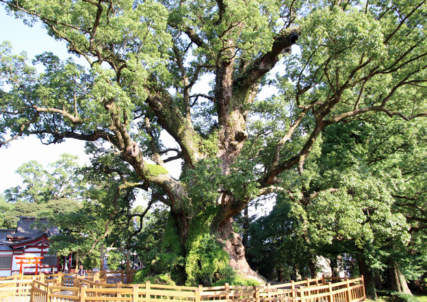 写真: オオクスの木
