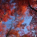 写真: 修善寺虹の郷の紅葉