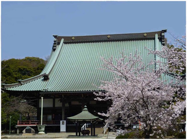 写真: 遊行寺の桜