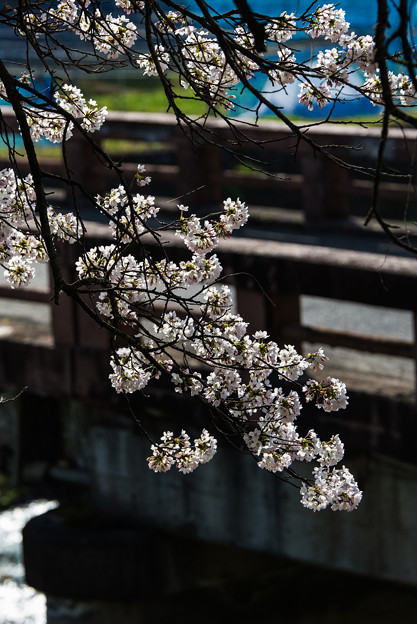 写真: 川岸の桜