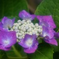 写真: 紫陽花（庭）