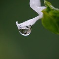 写真: 水滴の中の庭