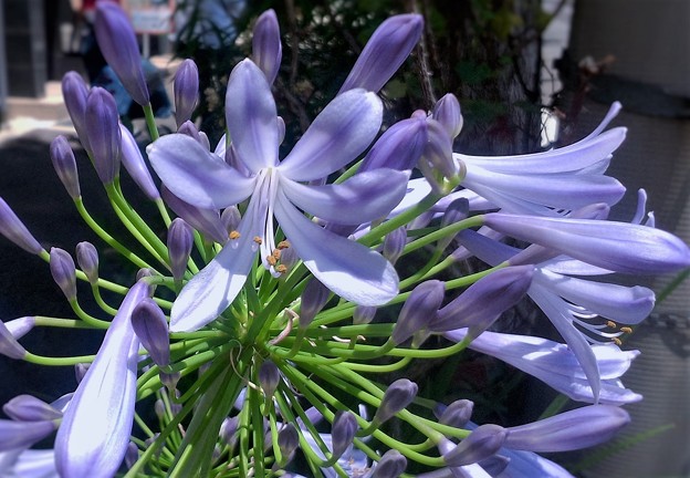 写真: アガパンサス「紫君子蘭」05-01