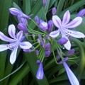 写真: アガパンサス「紫君子蘭」05-03