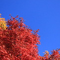 写真: 愛知県犬山市寂光院の紅葉