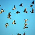 写真: ハトの群れに一羽だけムクドリ