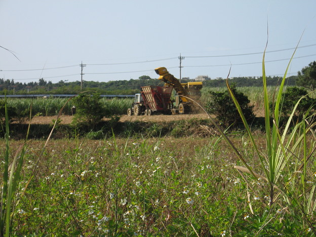 写真: サトウキビの収穫作業