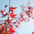 写真: 青空に浮かぶ紅葉