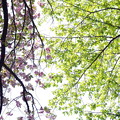 写真: 桜と新緑の競演