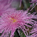 Photos: 菊の花