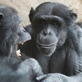 Photos: チンパンジー