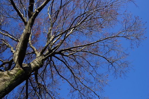 写真: カエデの大木