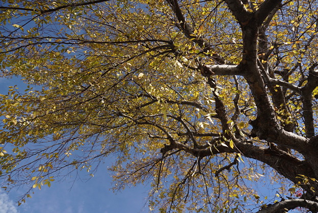 写真: 秋色の木