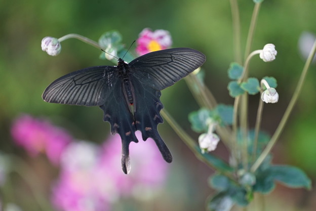 写真: 黒い蝶