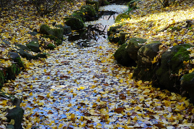 写真: 落葉で埋まる小川