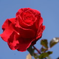 写真: 赤い薔薇