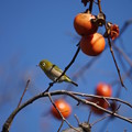 写真: 柿と目白