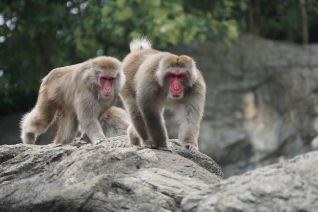 Photos: 日本猿