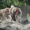 Photos: 日本猿