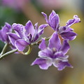 写真: 紫の蘭