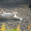 寝転ぶ馬