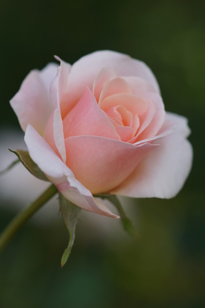 Photos: ピンクの薔薇