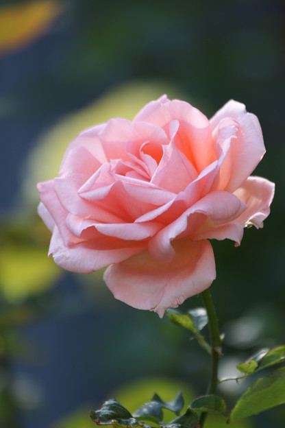 Photos: ピンクの薔薇