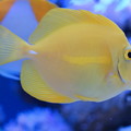 Photos: 黄色い熱帯魚