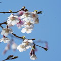 写真: 豆桜