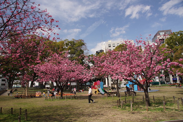 写真: 横浜公園