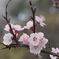 Photos: 杏の花